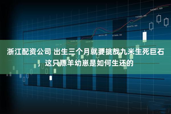 浙江配资公司 出生三个月就要挑战九米生死巨石，这只羱羊幼崽是如何生还的